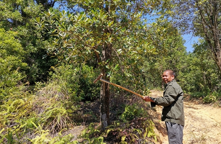八角采摘難 “神器”來(lái)幫忙