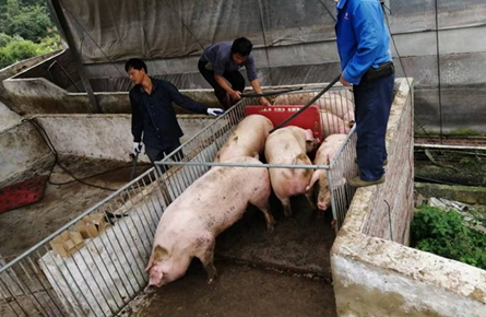 發寶合作社生豬出欄供不應求