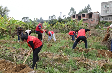 助農采挖銷售粉葛