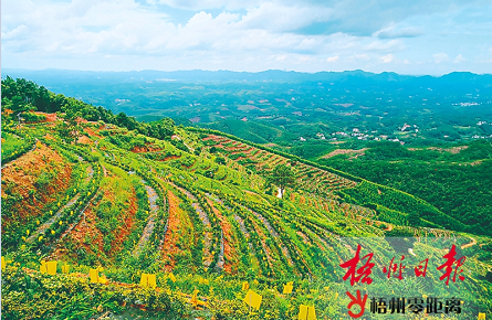 產業扶貧 農民增收